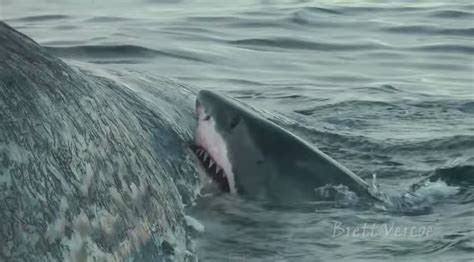 Aussie Diver Captures Unreal Footage Of 5 Sharks Eating Sperm Whale