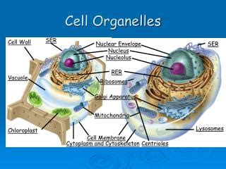 PPT Organelles Of Eukaryotic Organelles PowerPoint Presentation Free