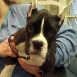 Allen Veterinary Hospital - 10 Photos - Veterinarians - 5026 Decatur Rd, Fort Wayne, IN - Phone ...