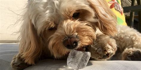 Can Dogs Eat Ice Cubes? How Good And How Toxic Is This?