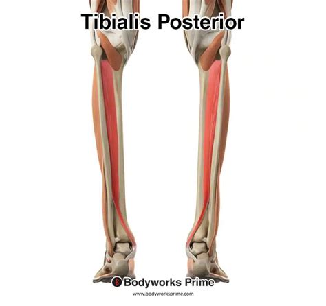 Tibialis Posterior Muscle Anatomy Bodyworks Prime