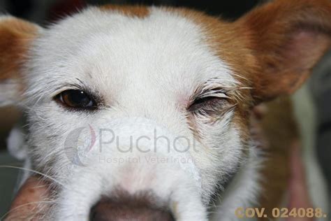 Mi Perro Tiene El Ojo Rojo Y Cerrado Causas Y Tratamiento Puchol