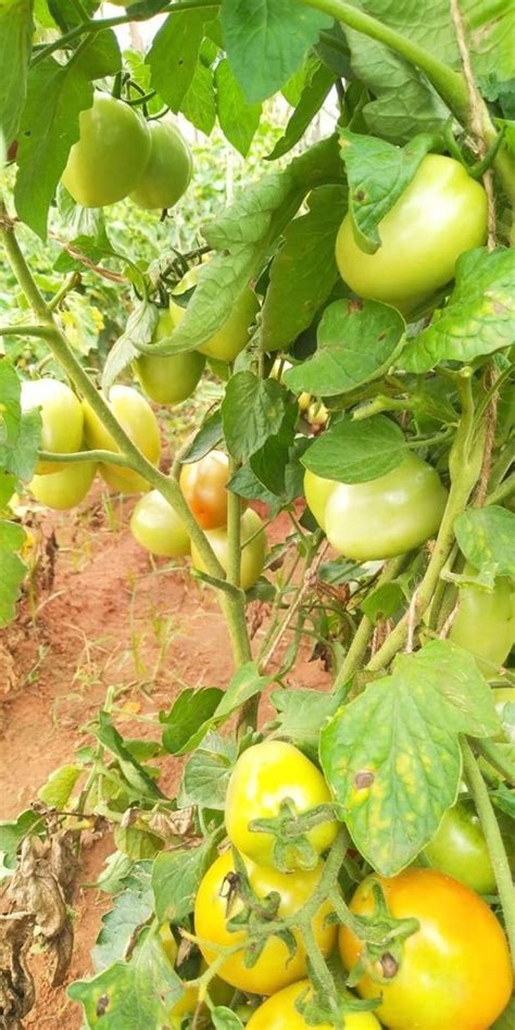 Tomato F1 Drona Hybrid Seeds Packaging Type Pouch Packaging Size