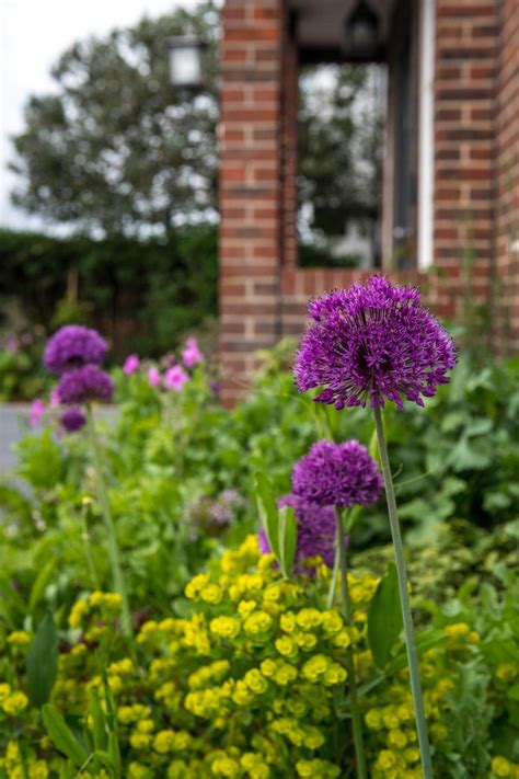 Front Garden in Brabourne Rise, Beckenham - Design Heights