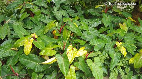 Philodendron Anderson Red Philodendron Anderson Red