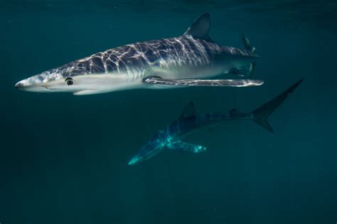 Gorgeous Pictures of Sharks, Predators of the Sea