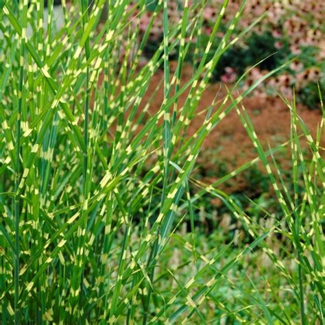 Miscanthus Sinensis Strictus Zebrinus Zebra Grass