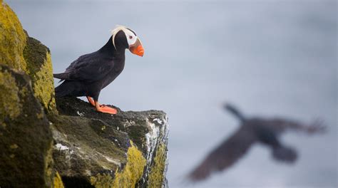 Warming leads to massive loss of wildlife in Bering Sea | UW Magazine ...