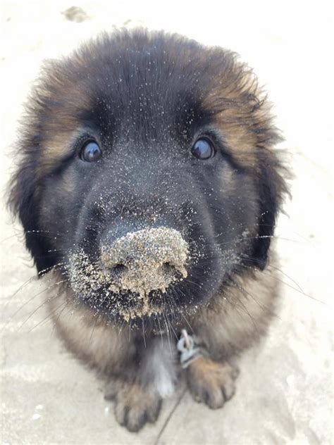 9 Reasons Why Leonbergers Are Totally Unforgettable in 2024 ...