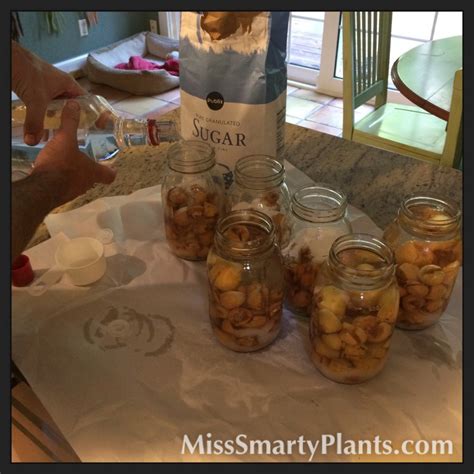 Loquat Recipes | Miss Smarty Plants