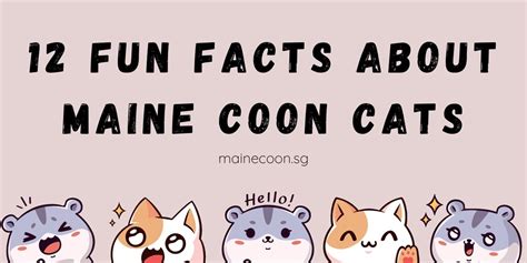 Fun-facts-about-mainecoon