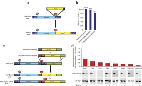 A library of hypomorphic alleles of essential yeast genes constructed... | Download Scientific ...