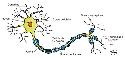 Système Nerveux