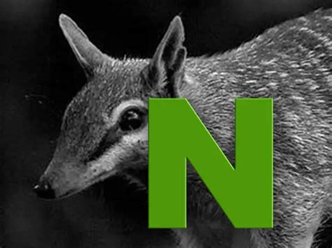 Animaux En N Liste Avec Photos Animauxfaq