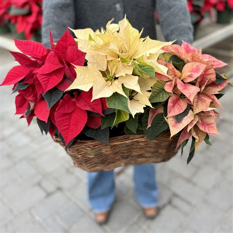 Poinsettia Care Guide - Colorful Seasons