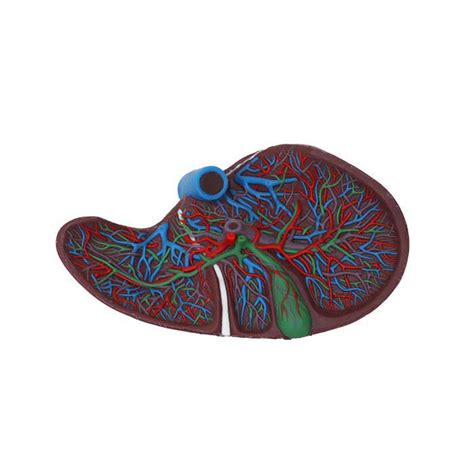 Liver Anatomical Model Ds Meiwo Science Gallbladder For