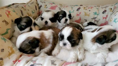 Happy Sunday Shih Tzu Puppies Youtube