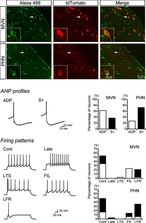 The Vestibulo And Prepositocerebellar Cholinergic Neurons Of A ChAT