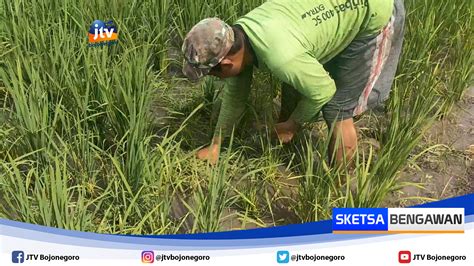 Petani Di Bojonegoro Resah Tanaman Padi Diserang Hama Tikus