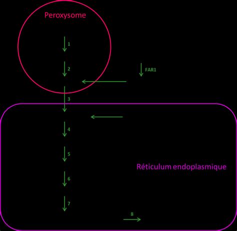 Schéma Représentant La Biosynthèse Des Plasmalogènes 1 Dihydroxyacétone