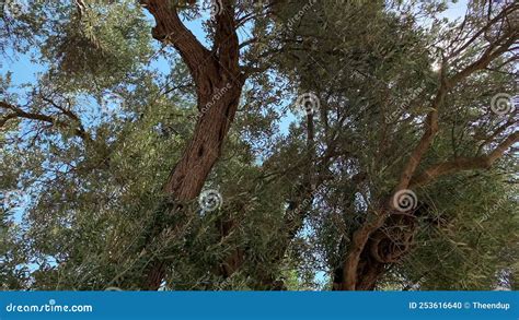 Footage Of Years Old Aegean Olive Tree In Sigacik Seferihisar