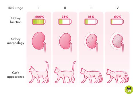CKD Stages and Guidelines - cat.life
