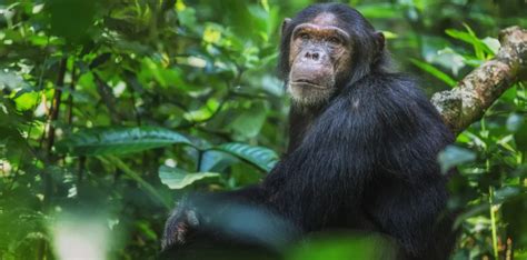 2 Day Chimp Trekking Adventure In Kibale Forest Tulambule Uganda Safaris