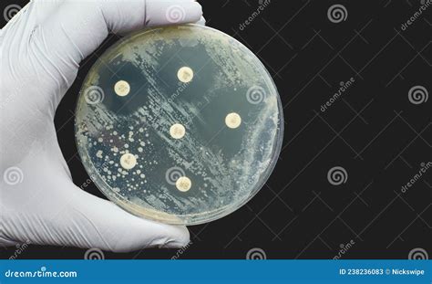 Antibiogram Kirby Bauer Antimicrobial Susceptibility Diffusion Test