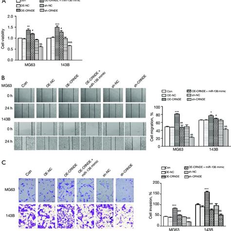 Effects Of Lncrna Crnde And Mir P On The Malignant Progression Of