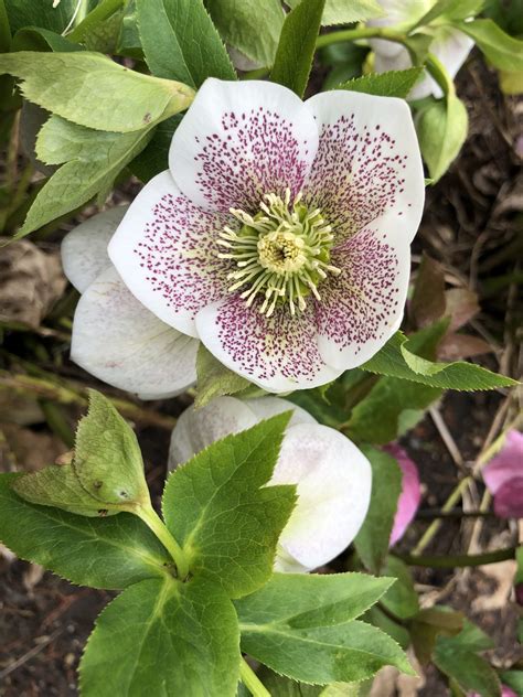 All Hellebores Great And Small Deborah Silver And Co