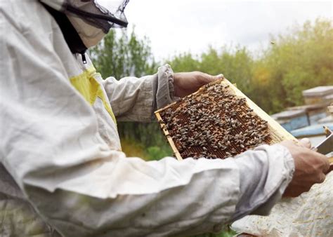 Cria O De Abelhas Bee Boxes