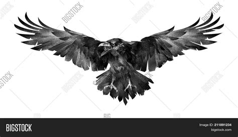 Sketch Bird Raven Image & Photo (Free Trial) | Bigstock