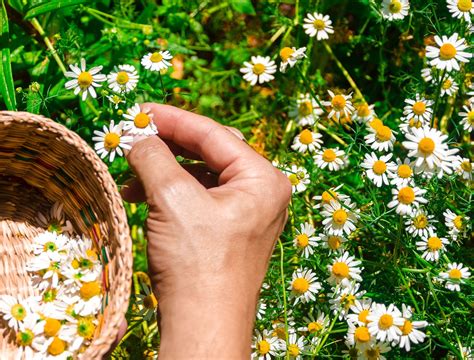 Learn How To Grow The Chamomile Plant For Herbal Tea