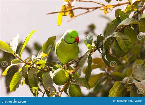 Parrot On A Guava Tree Stock Photo Image Of Nature 148209004