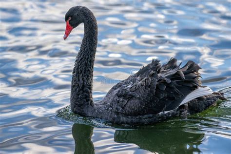 Closeup Of A Beautiful Black Swan Waterfowl With Reflection In The