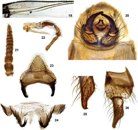 Simulium Marins N Sp Diptera Simuliidae Male 19 Wing Base 20