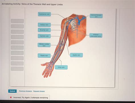 Solved Art Labeling Activity Veins Of The Thoracic Wall And