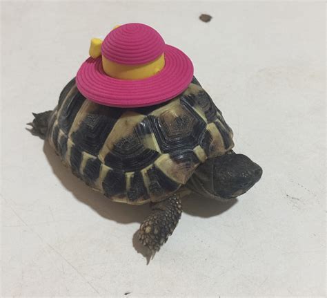 Turtles Wearing Hats