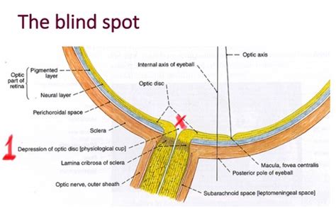 Optic Nerve Flashcards Quizlet