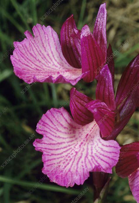 Butterfly orchid flowers - Stock Image - B535/0465 - Science Photo Library