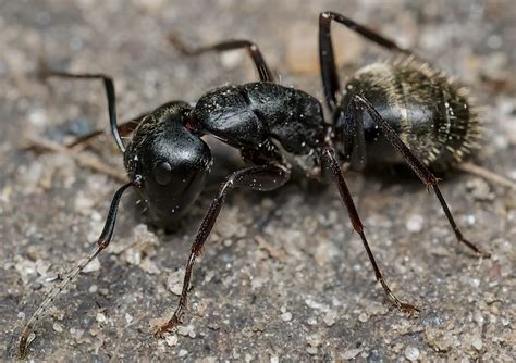 14 Types Of ANTS Found In Texas Bird Watching HQ