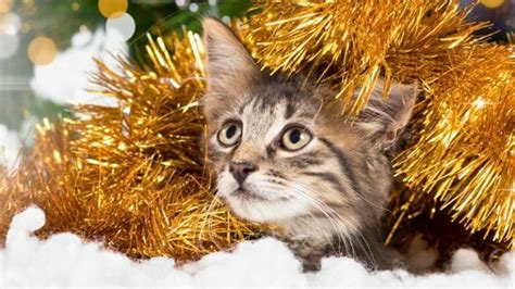 Katzen Silvester beruhigen Praktische Tipps für Katzenhalter