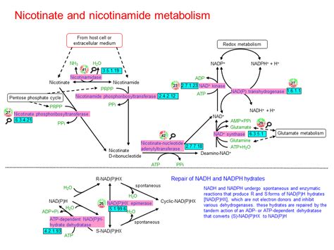 Nicotinate And Nicotinamide Metabolism