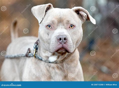 Red Nose Pitbulls With Blue Eyes