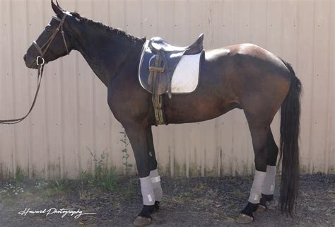 Friesian | Warmblood Sales