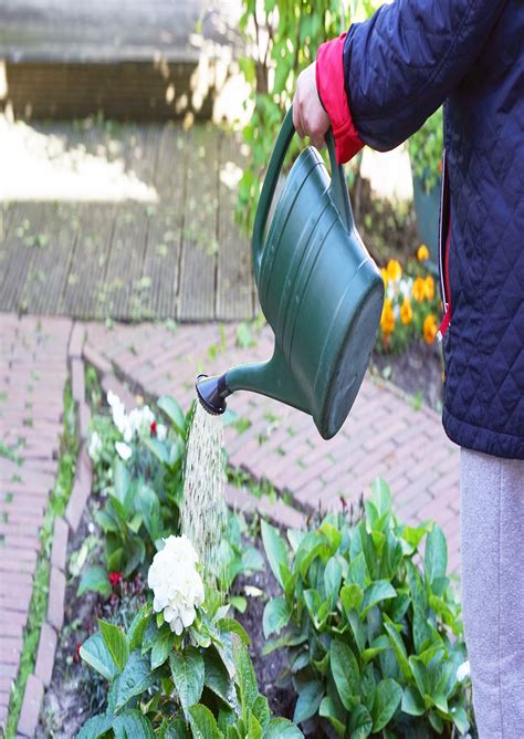 Descubre Como Regar Las Plantas Cuando Te Vayas De Vacaciones Viveros