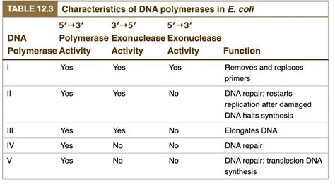 SOLVED: TABLE 12.3 Characteristics of DNA polymerases in E coli 5'-3' 3'+5' 5'-3' DNA Polymerase ...