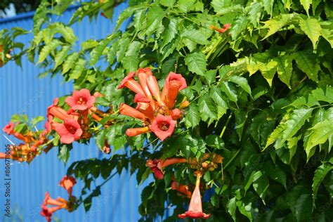 Trumpet Vine Plant Flowers Against Blue Metal Fence Campsis Radicans