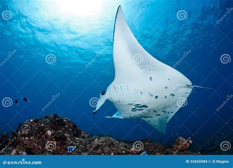 Manta Ray Stock Photo Image Of Sealife Manta Ocean 32655984