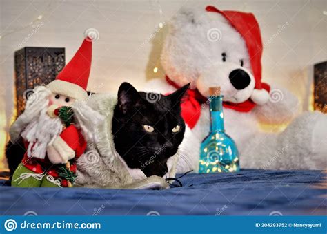 Black Cat Resting In Christmas Setting Stock Photo Image Of Black